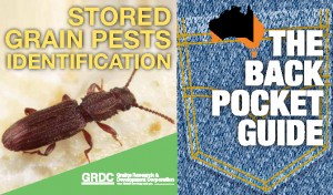Grain Storage Pest Identification