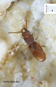 Stored Grain Insects Beetle