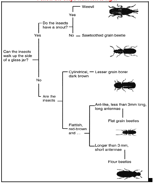 Identification of common beetle pest
