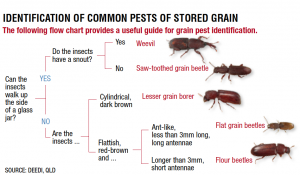 Stored Grain common pests
