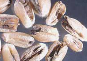 Stored Grain insect Karnal Hunt