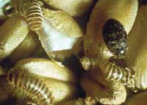 Stored Grain Insect Khapra Beetle