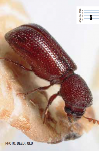Stored Grain Borer