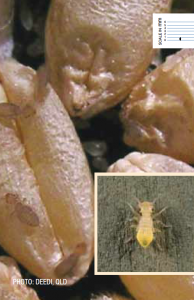 Stored Grain Pests Booklice
