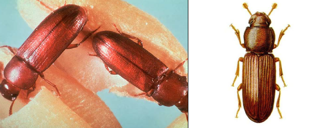Red Rust Flour Beetle