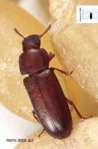 Stored Grain Flour Beetle
