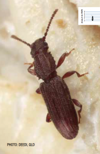 Stored Grain Saw Toothed Pests
