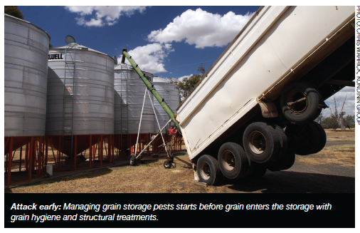Attack early: Managing grain storage pests starts before grain enters the storage with grain hygiene and structural treatments.
