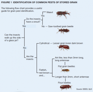Stored Grain Insects and common pests
