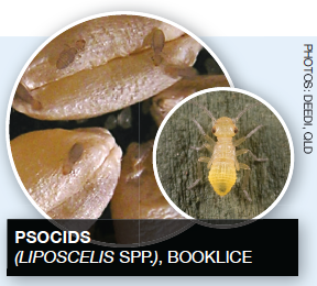 Stored Grain Insects psocids