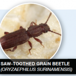 SAW TOOTHED Grain Beetle