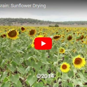 Stored Grain Sunflower video